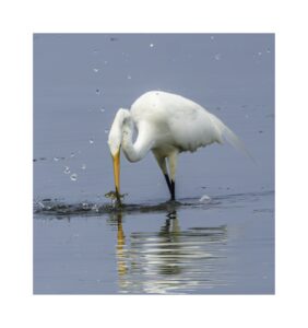 Aigrette (Ottawa) - 0706 (Grande)
